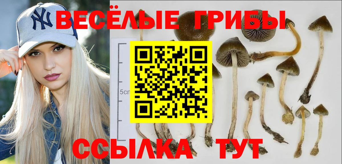 Псилоцибиновые грибы Psilocybine cubensis Артёмовский